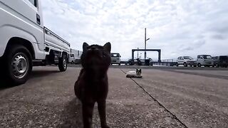 As I sat down on a bench at the island's ferry waiting area, a cat jumped onto my lap.