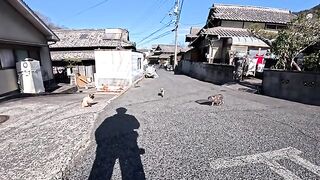 The cats I encountered on the streets of Cat Island were a little wary, but slowly approached me.