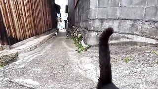 The cats I encountered in the back alleys of the fishing port town were just too cute.