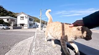 If you sit on the breakwater on Cat Island, cats will gather around you.