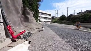 Led by the cats I encountered along the coastal road... before I knew it, I had arrived at a cat gathering place.