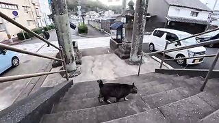 When I went to the shrine in the fishing port town, a cat came out from the bottom of the stairs to be petted.