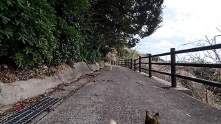 As I was trying to leave the cat gathering place on top of the mountain... a group of cats chased after me, blocking my way with all their might.