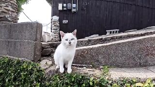 The white cat that came out of the island cafe was just too cute 2
