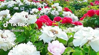 Beautiful scenery flowers 2