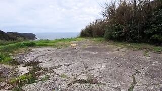 A cat living alone at a viewpoint with a spectacular view... It gets excited and cuddles up when people come by.