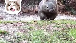 Si Gembul Penggali Terowongan dari Australia