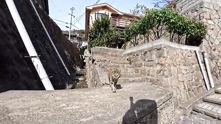As I was walking along a narrow path at a temple, a cat came down the stairs to get some petting.