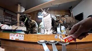I had prepared three spoons for the morning treat time, but the tabby cat ate them all.