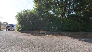 I'm releasing a compilation of previously unreleased cat videos I filmed this week. 8