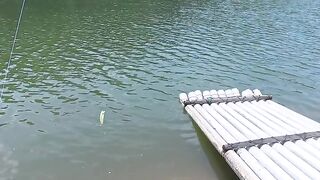 Tarikan ikan ini memang luar biasa