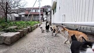 If you go into the alley near the fishing port, you'll find lots of cats, which is fun.