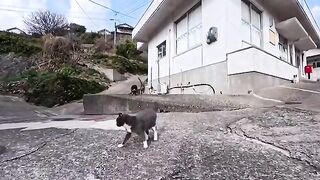 When I went to the island's cat gathering place... the cats all rushed towards me at once.