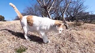 The cat that was sleeping in the gazebo woke up and came running over.