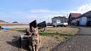 A cat I met on the roadside of Cat Island said.
