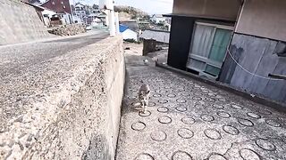 Sitting on the stone steps in an alleyway on Cat Island... I suddenly found myself completely surrounded by cats—a miraculous moment.