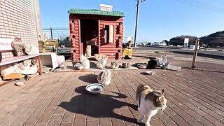 I peeked into a cat house on a cat island...and to my surprise, it was equipped with a heated table (kotatsu)!