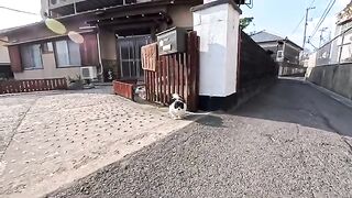 The cats greeting guests at the island's guesthouses and restaurants were just too cute!
