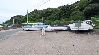 The tabby cat I saw at the ship graveyard was happy to see me, rolled over at my feet, and let me pet it.