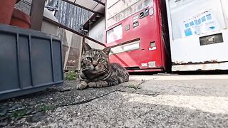 When our eyes met, it woke up to be petted, came out into the middle of the road, and lay down.