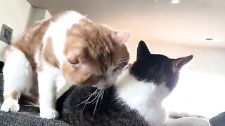 CAT  Nyo