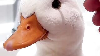 So Cute 14