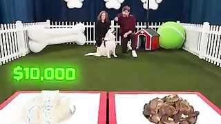 Would Your Dog Choose $10,000 or Steak?