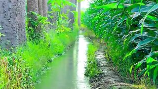Village view 9
