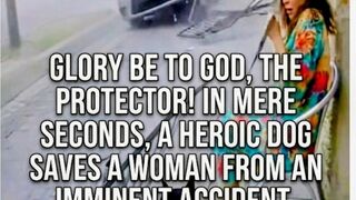 Hero Dog Saves Owner from Fatal Crash in Seconds