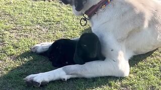 The Best Protector: Loyal Dog Guarding the Flock