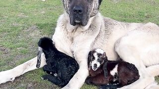 Pure Innocence: Beautiful Black Lamb Playing