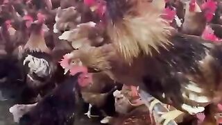 Broth and rooster
