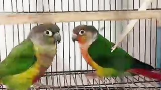 Parrot cage