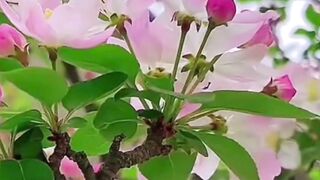 Beautiful nature 298