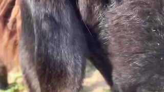 Peaceful Grazing in the High Mountains ????️