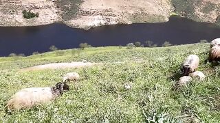 Beautiful Awassi Sheep on the Green Hills