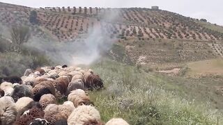 Mountain Life: The Great Migration ????