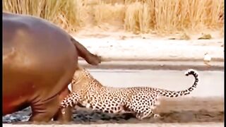 video lucu 25