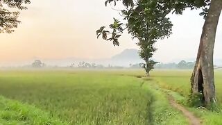Sawah dipagi hari