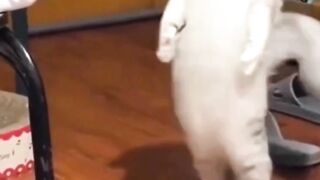 cat core