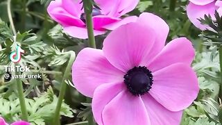 Beautiful flowers 39