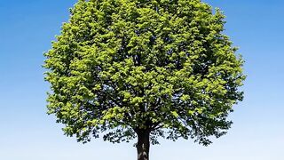 A single tree