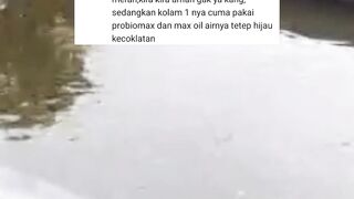 Jika WARNA air kolam BERUBAH jangan PANIK cek 3 hal ini