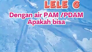 Dengan air PAM / PDAM budidaya lele BISA atau TIDAK❓
