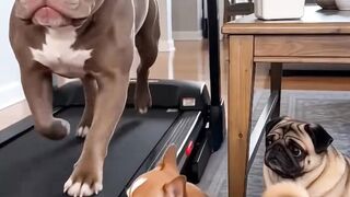 Chihuahua mix and dog