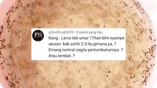3 Faktor UTAMA Bibit lele cepat BESAR yang jarang diketahui