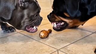 Two big dog