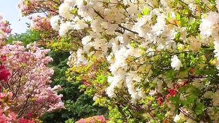 Beautiful flowers 40
