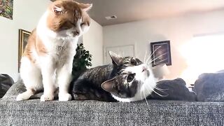 Love CAT