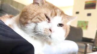 He wantsa go tsæpies